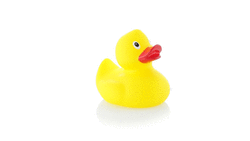Canard Koldy